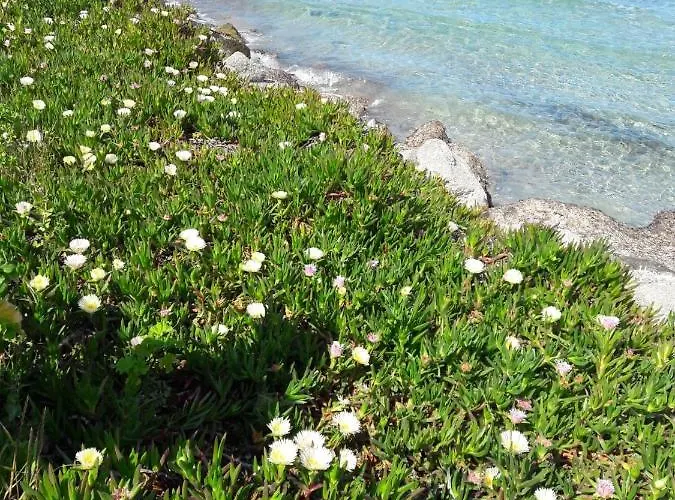 - L'ile-rousse Bord De 3 Pieces 4 Personnes Lägenhet Monticello